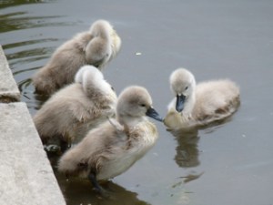 This years cygnets June 2011
