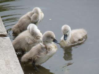 This years cygnets June 2011