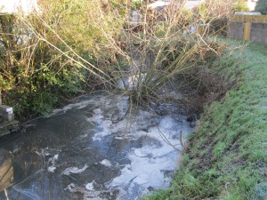 Willow growing in the river  near to the Scouts hut