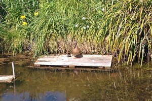 New life on the river May 1