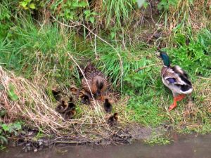 SANYO DIGITAL CAMERA