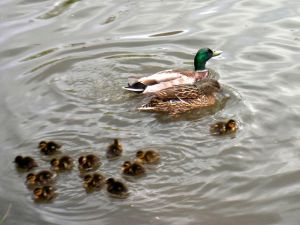 SANYO DIGITAL CAMERA