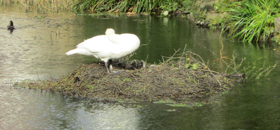 Swans 2020 by Curzon