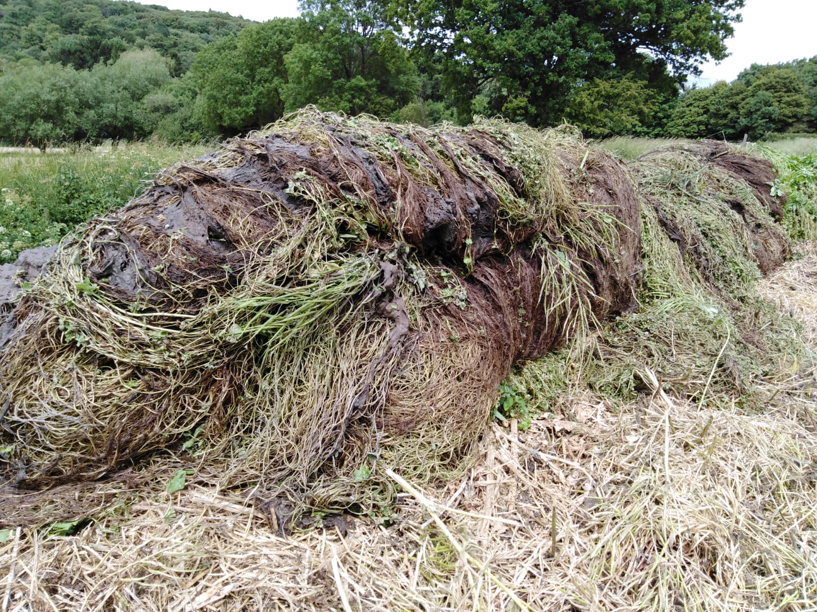 Land Yeo 2020 EA starwort clearing